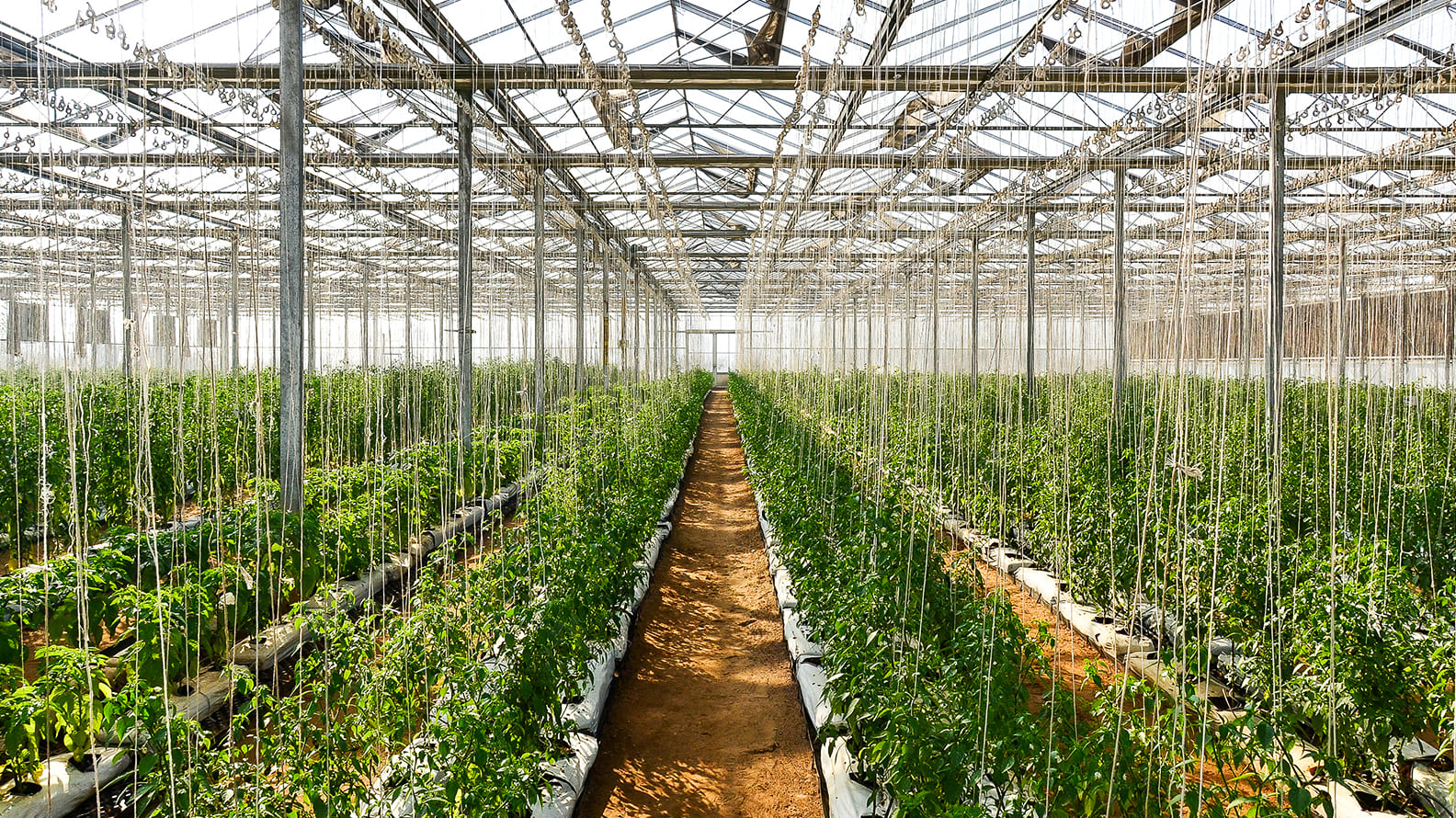 The Role of Automation, AI and Robotics in Transforming Hydroponics to Large Scale